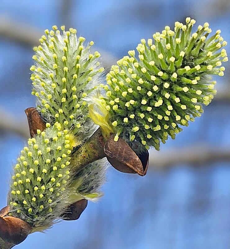 Ива - Михаил Свиденцов