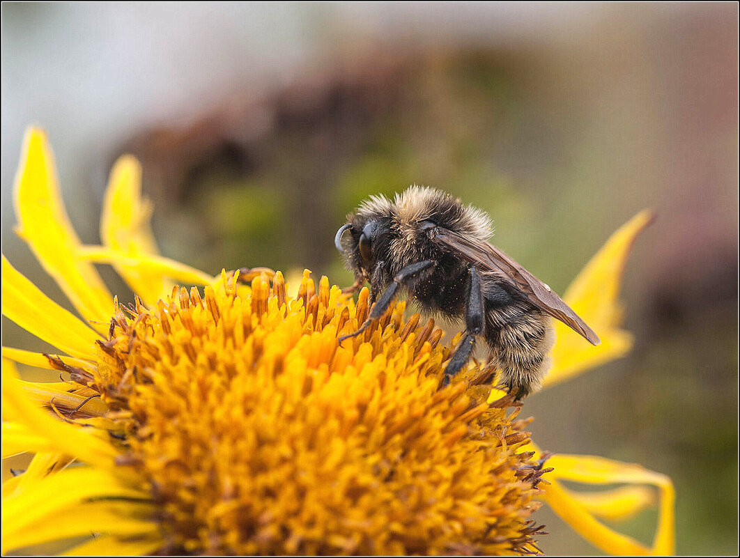 ШМЕЛЬ ... - Владимир Железнов ШМЕЛЬ ... - Владимир Железнов