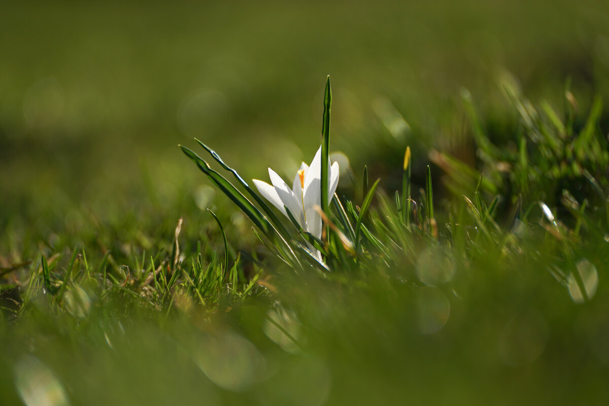 В лучах весны - Иван Литвинов В лучах весны - Иван Литвинов