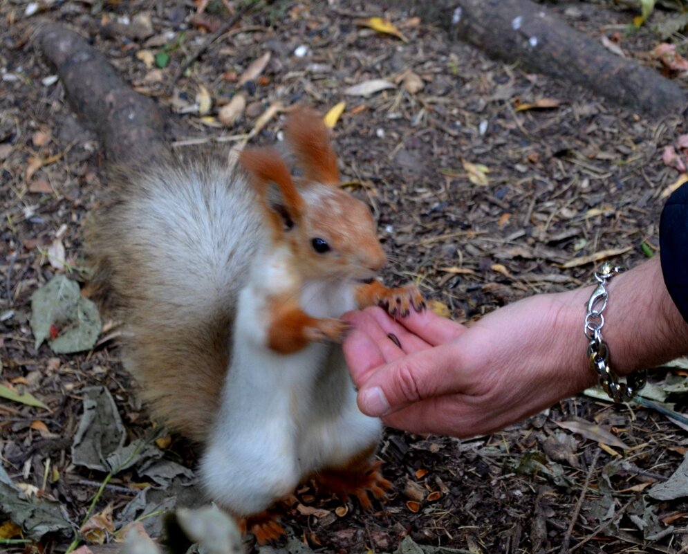 Вот так встреча - Savayr 