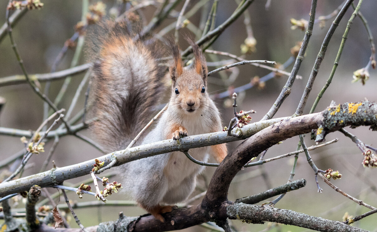 **** - Владимир Безбородов **** - Владимир Безбородов