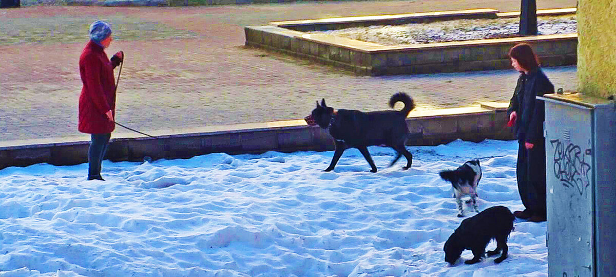 Апрель... Утренняя встреча  на бульваре! - Владимир 