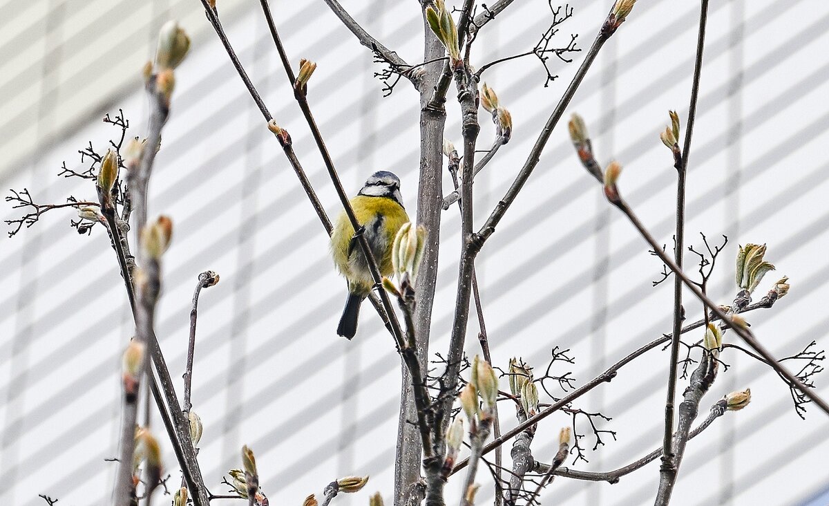 Вестница похолодания - Валерий Иванович Вестница похолодания - Валерий Иванович