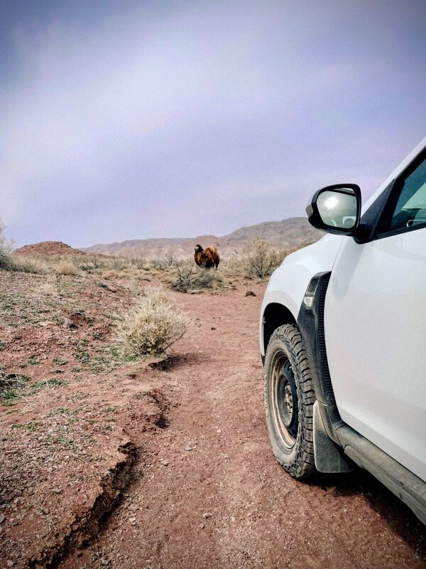 Встреча в пустыне - Георгиевич 