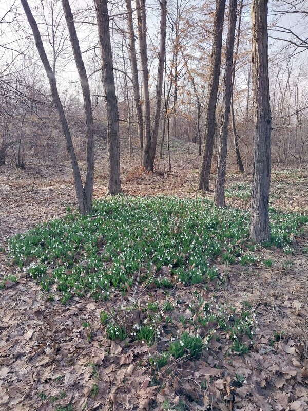 Ботанический сад. Алматы. - Murat Bukaev 