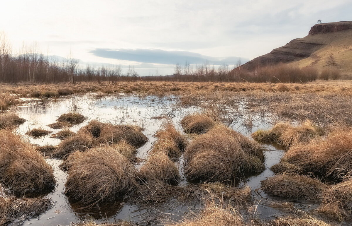 Кочки на болоте - Марина Фомина.