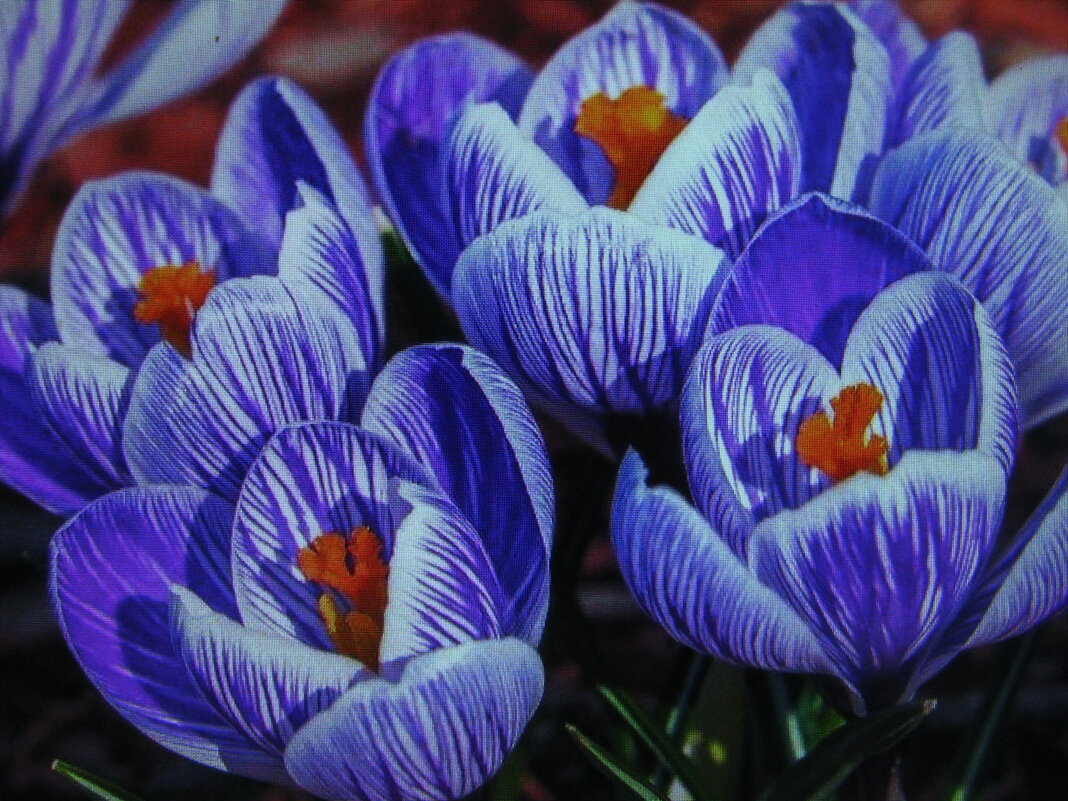 Пёстренькие - Людмила Смородинская Пёстренькие - Людмила Смородинская