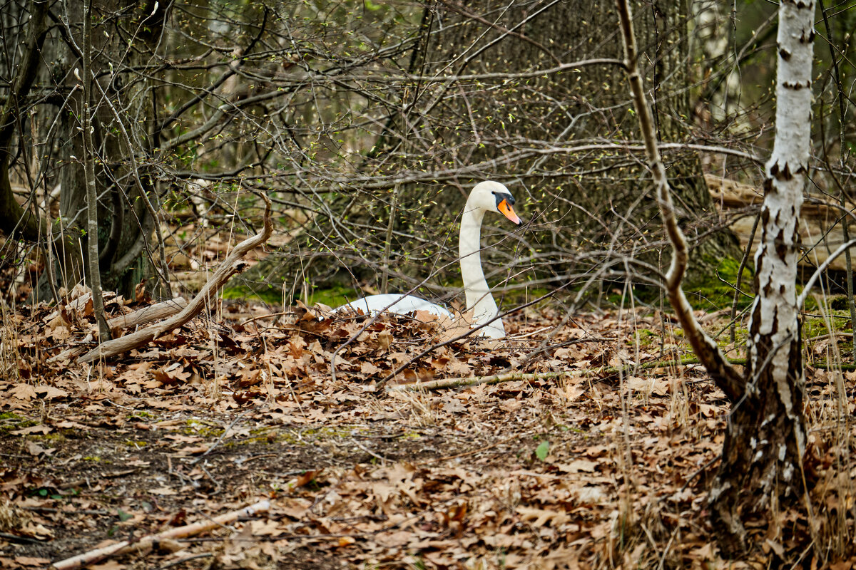 (°-°) - Jakob Dick