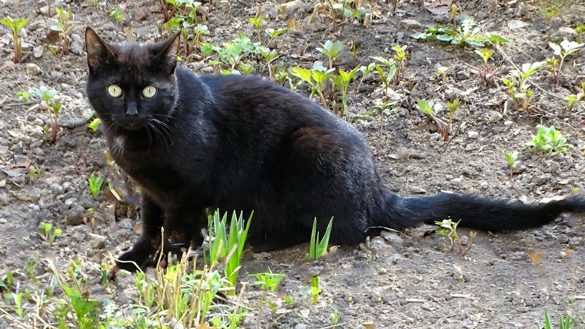 Испуганный кот. - Милешкин Владимир Алексеевич Испуганный кот. - Милешкин Владимир Алексеевич