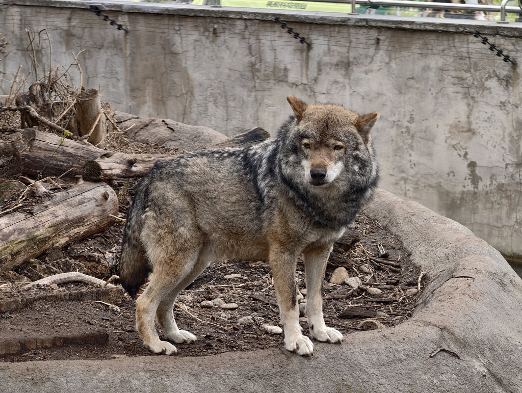 Волк - <<< Наташа >>>