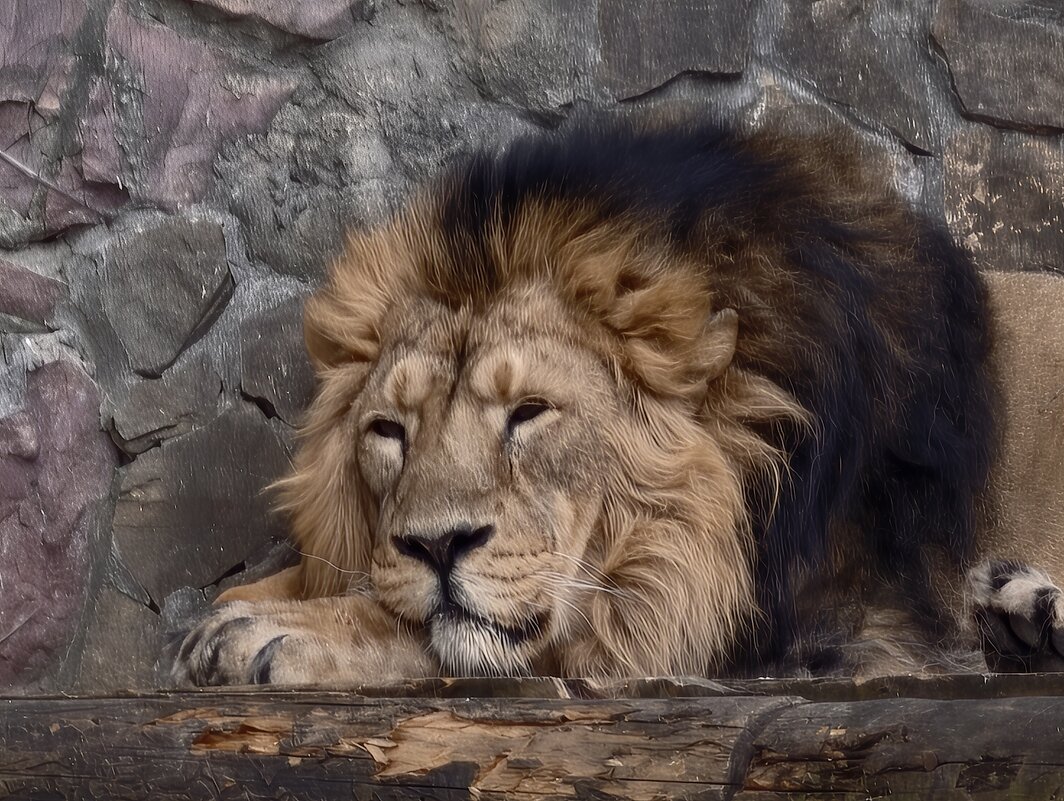 Лев - <<< Наташа >>> Лев - <<< Наташа >>>