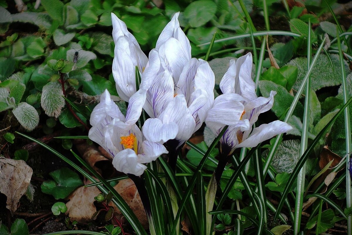 Крокусы - Рита Симонова