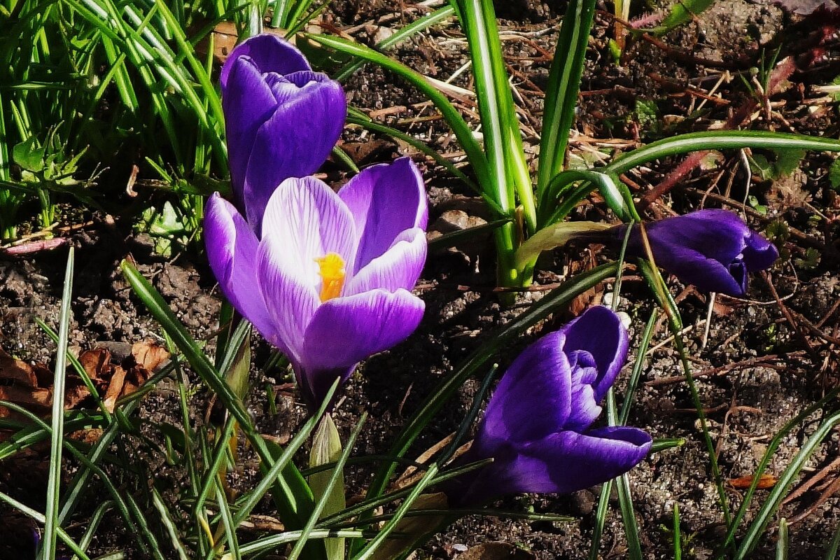 Крокусы - Рита Симонова