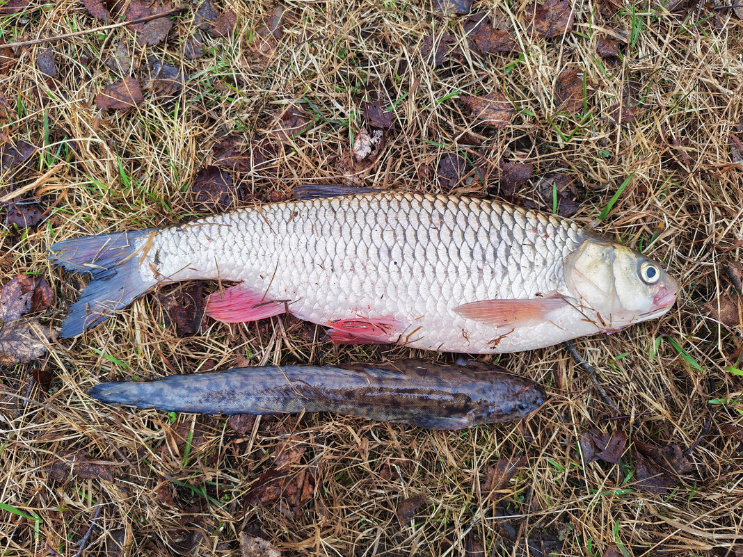 Голавль / Налим - Денис Бочкарёв Голавль / Налим - Денис Бочкарёв