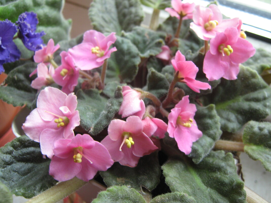 Фиалки - Елена Семигина