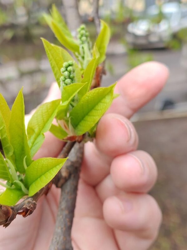 Весенние мотивы - Елена Семигина