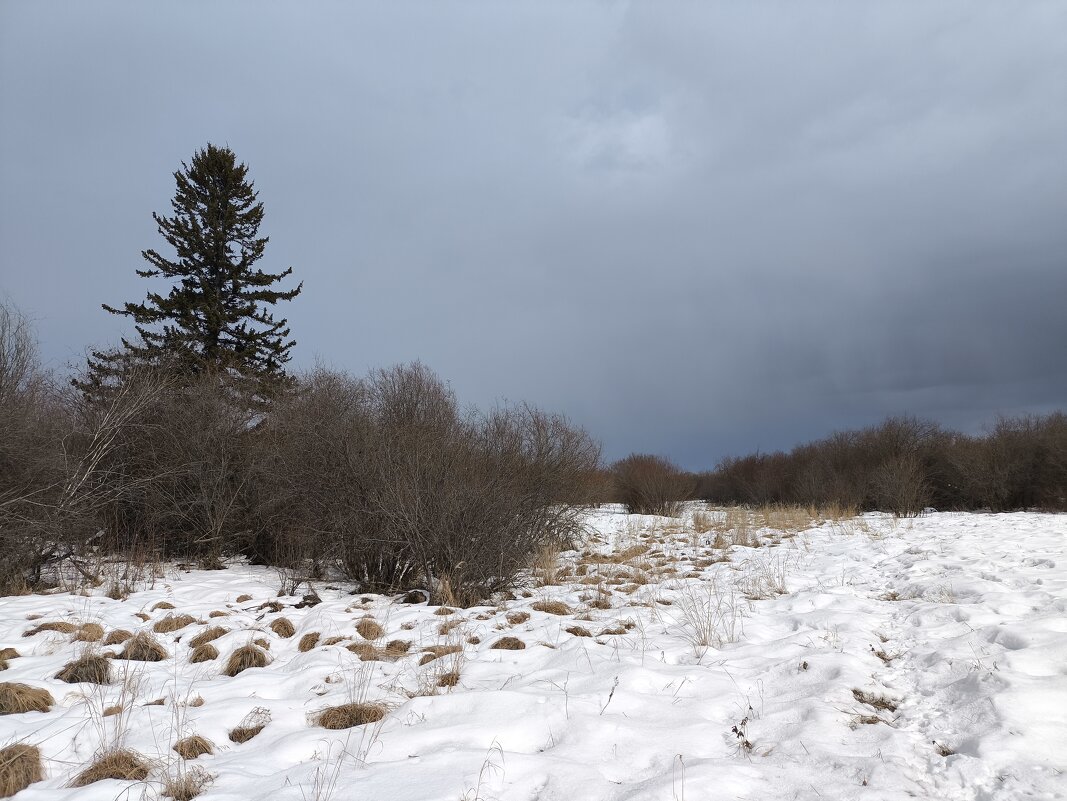 Ель на острове - Anna Ivanova Ель на острове - Anna Ivanova