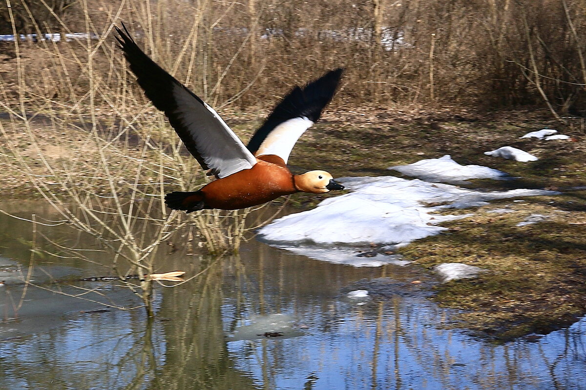 Огарь в полёте. - Николай Кондаков Огарь в полёте. - Николай Кондаков