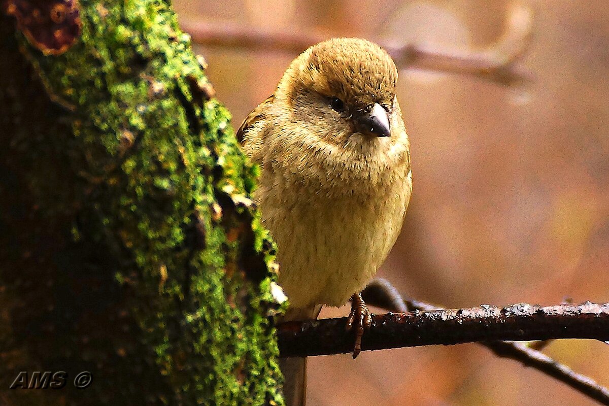 Она - kolyeretka Она - kolyeretka