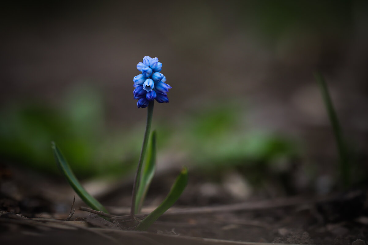 Мускари - Игорь Шевченко Мускари - Игорь Шевченко