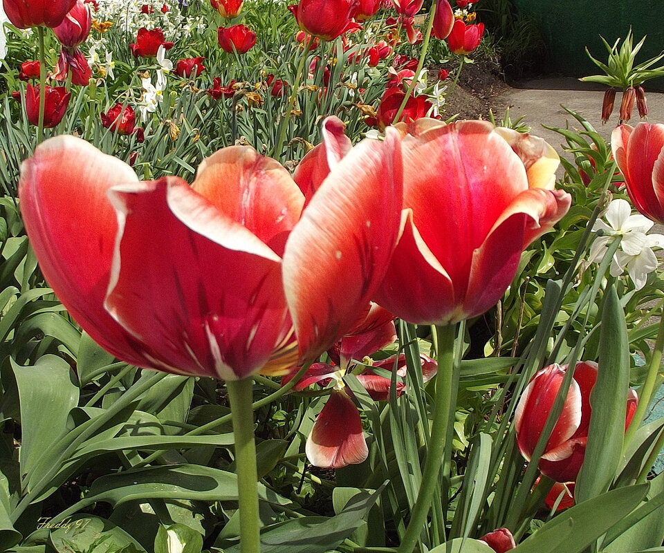 Тюльпаны - Freddy 97
