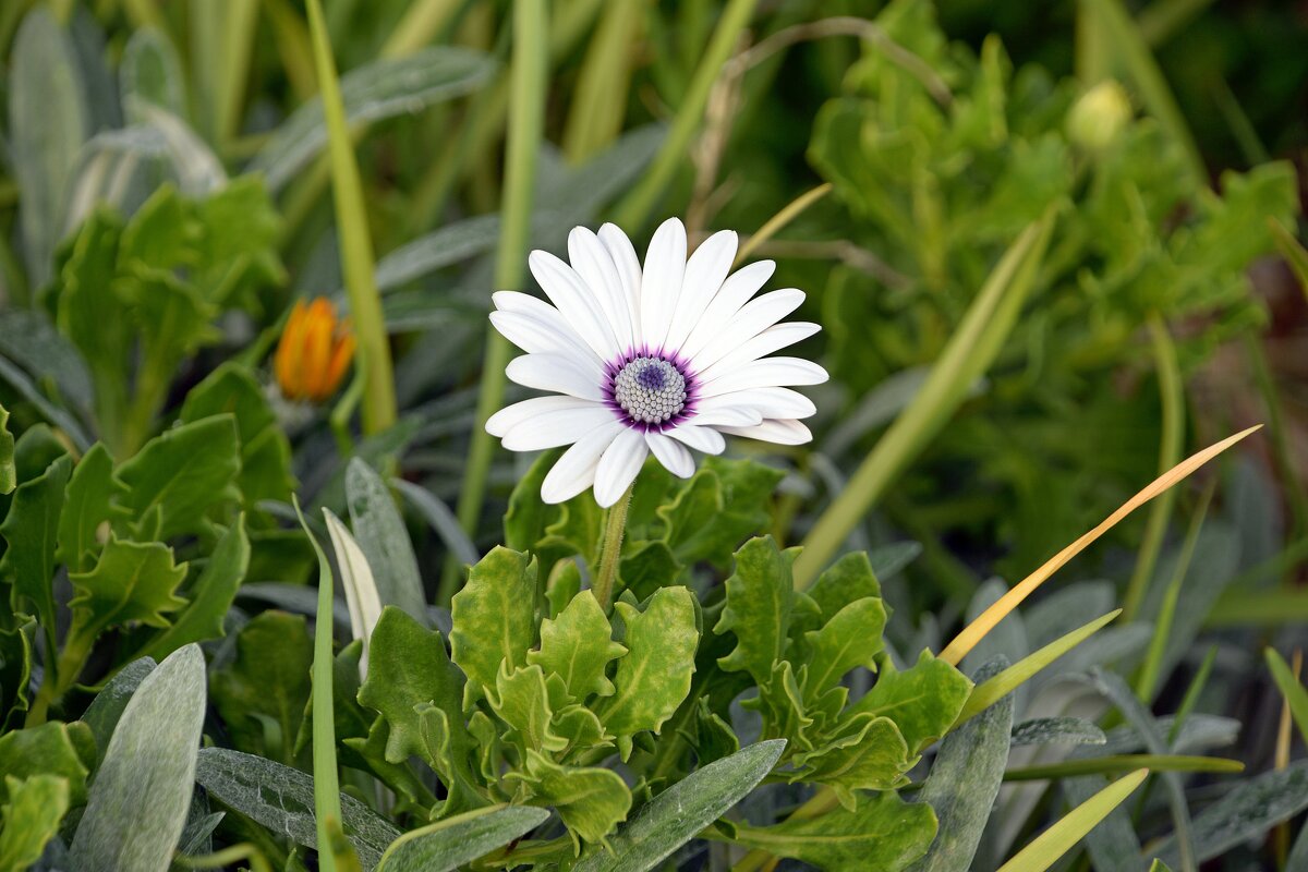 Остеоспермум - Олег 