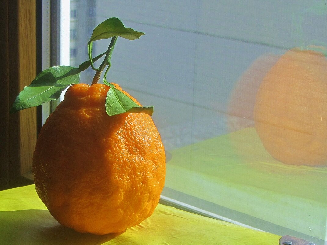 ..  на излёте жизни мандарин... - galalog galalog