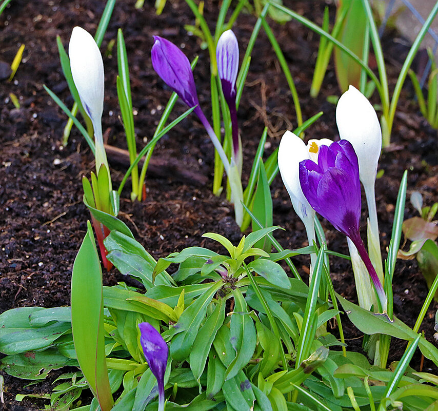 Стойкие солдатики - Светлана 