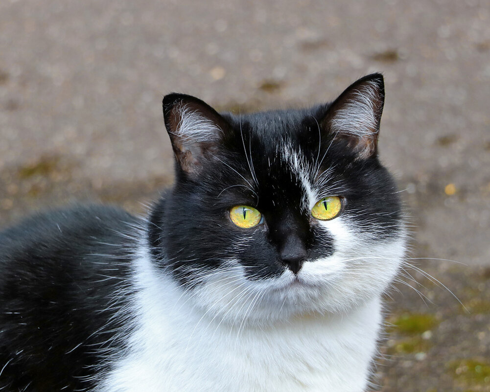 Желтоглазка - Светлана Желтоглазка - Светлана