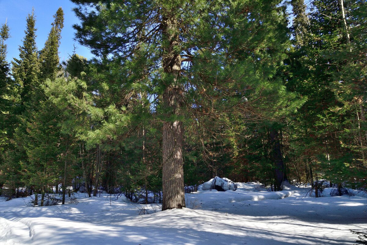 - - Владимир Мигонькин