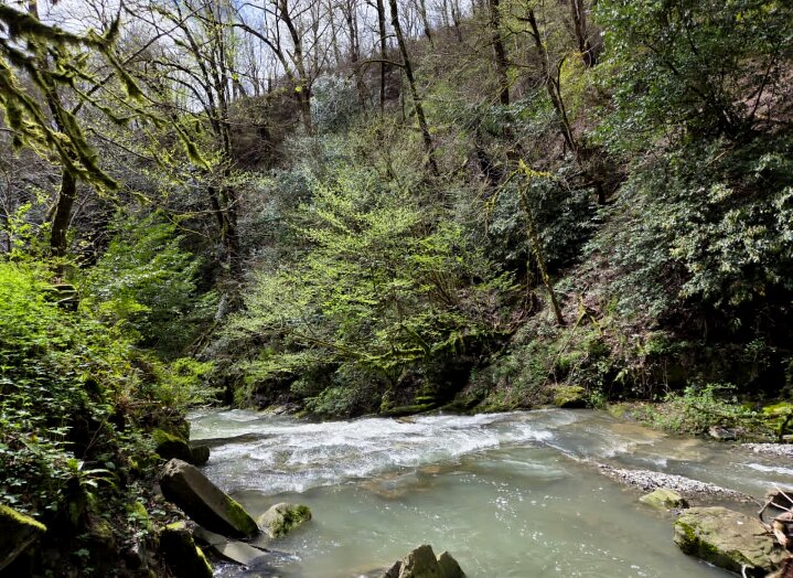 ОРЕХОВКА - Tata Wolf