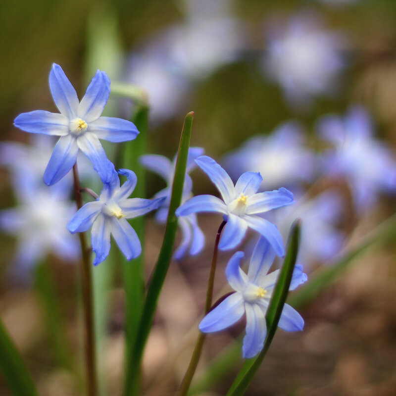 Весеннее - Tarus 