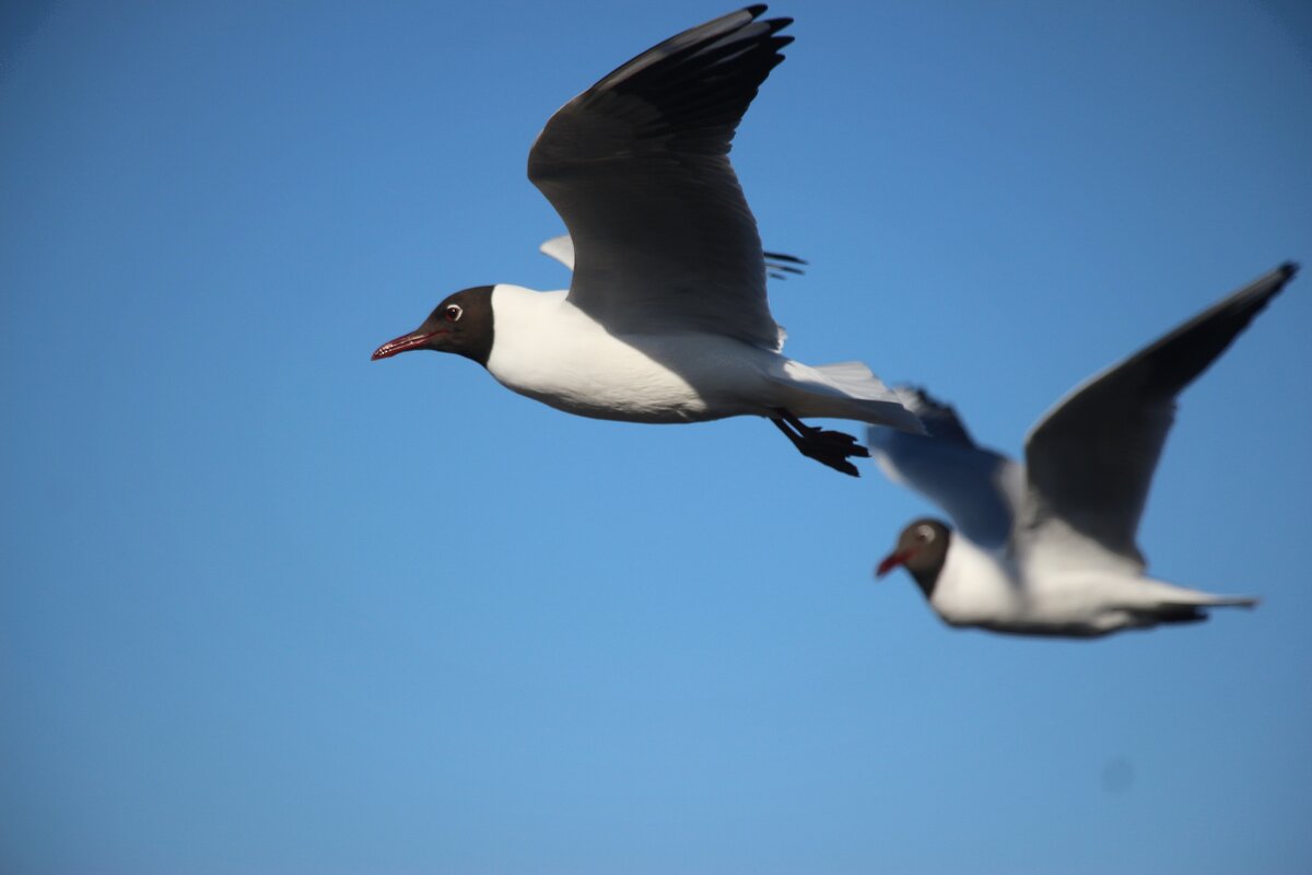 Полет - Наталья Герасимова