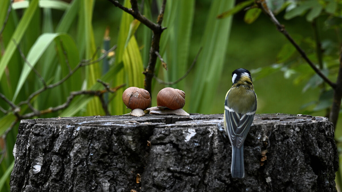 Без названия - Николай Соколухин Без названия - Николай Соколухин