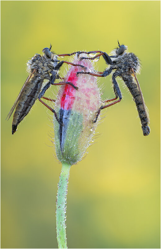 Ктырь.Robber Fly - Александр Григорьев
