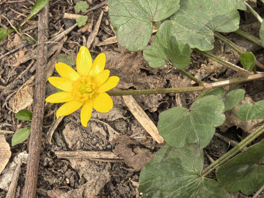 ***ч и с т я к  весенний*** - Olga Oskolkova