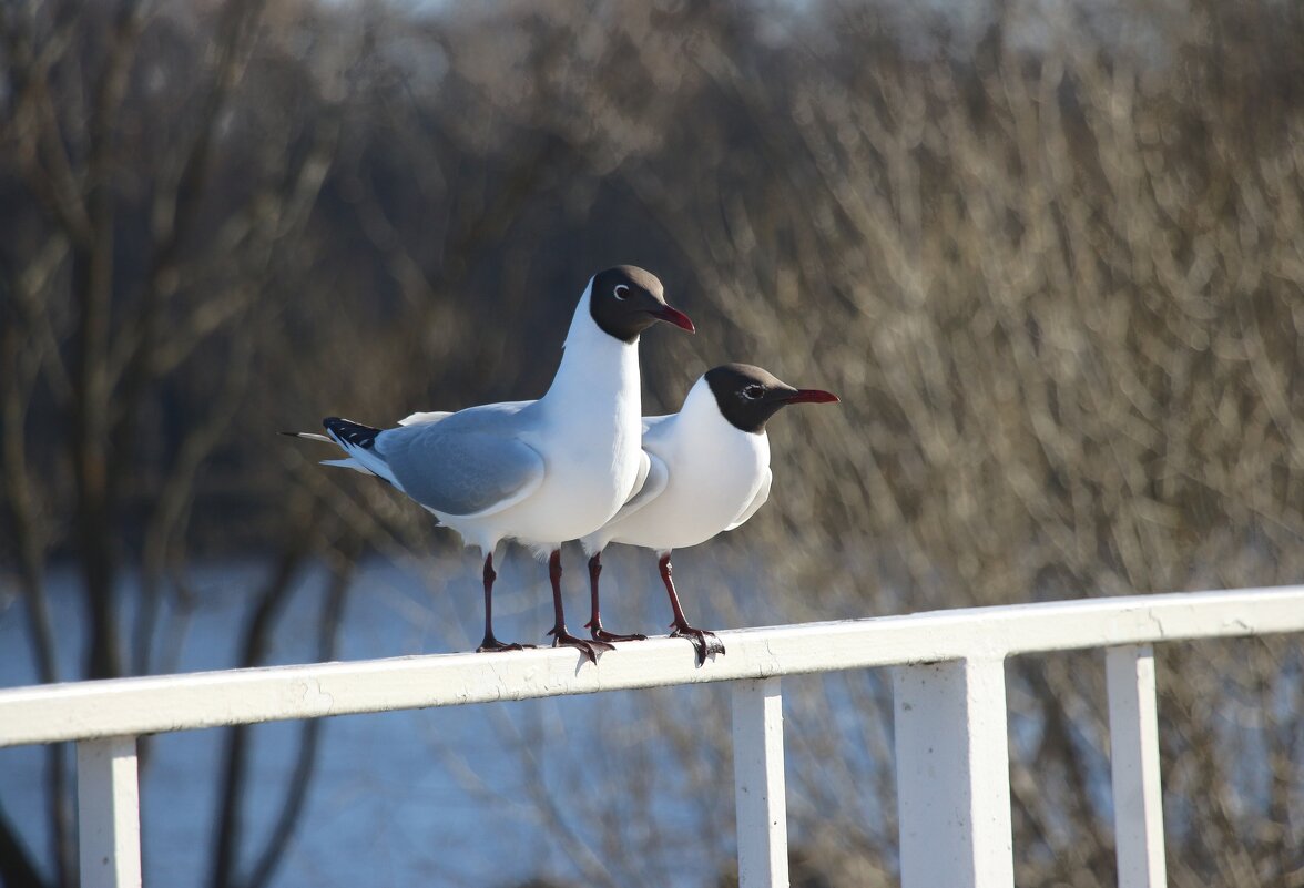 Пора по парам - Наталья Герасимова Пора по парам - Наталья Герасимова