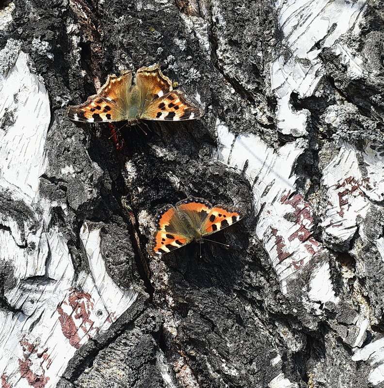 Бабочки. - Анатолий Пашковский