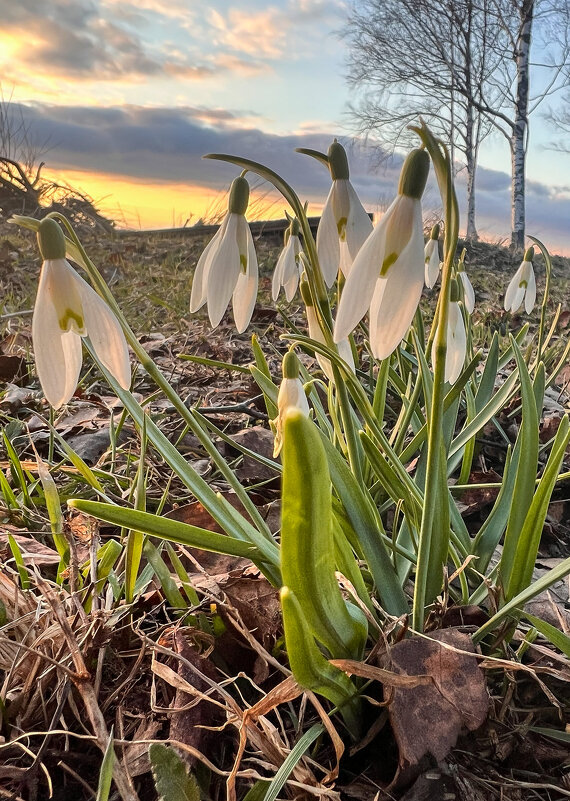 подснежники на закате 1 - Galina 