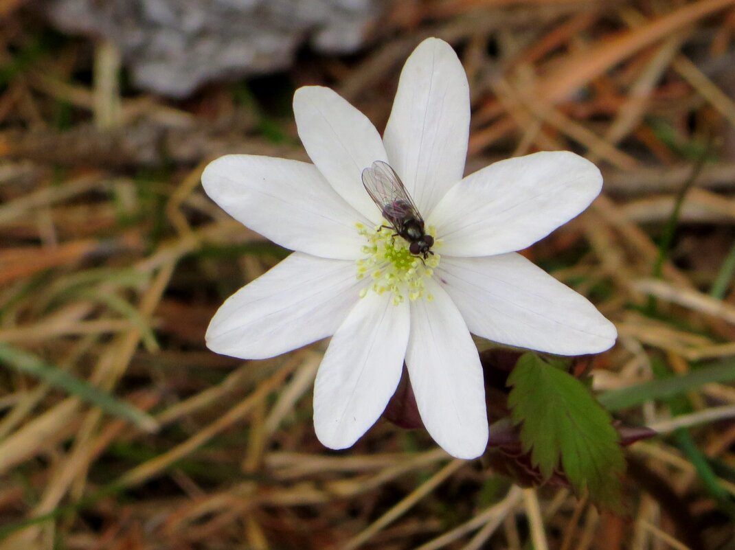 .Апрельский подснежник - Leonid Rutov