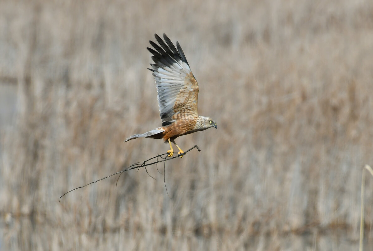 Весенние хлопоты. - Евгений Кузнецов
