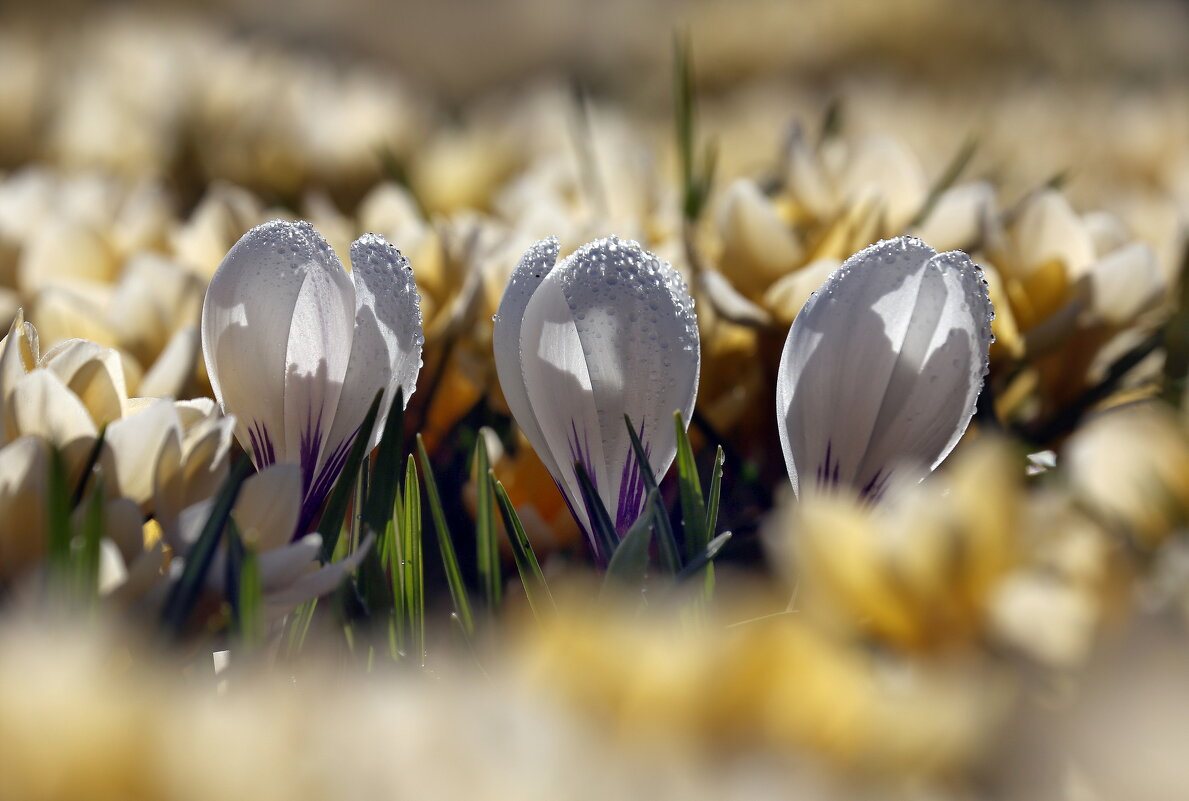 Зарядье 23 марта - Михаил Бибичков