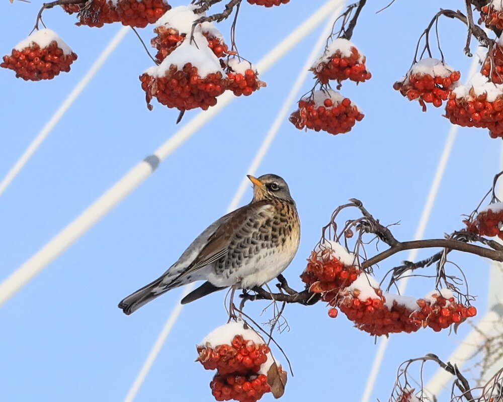 Рябина под снегом и дрозд - Галина Козлова Рябина под снегом и дрозд - Галина Козлова