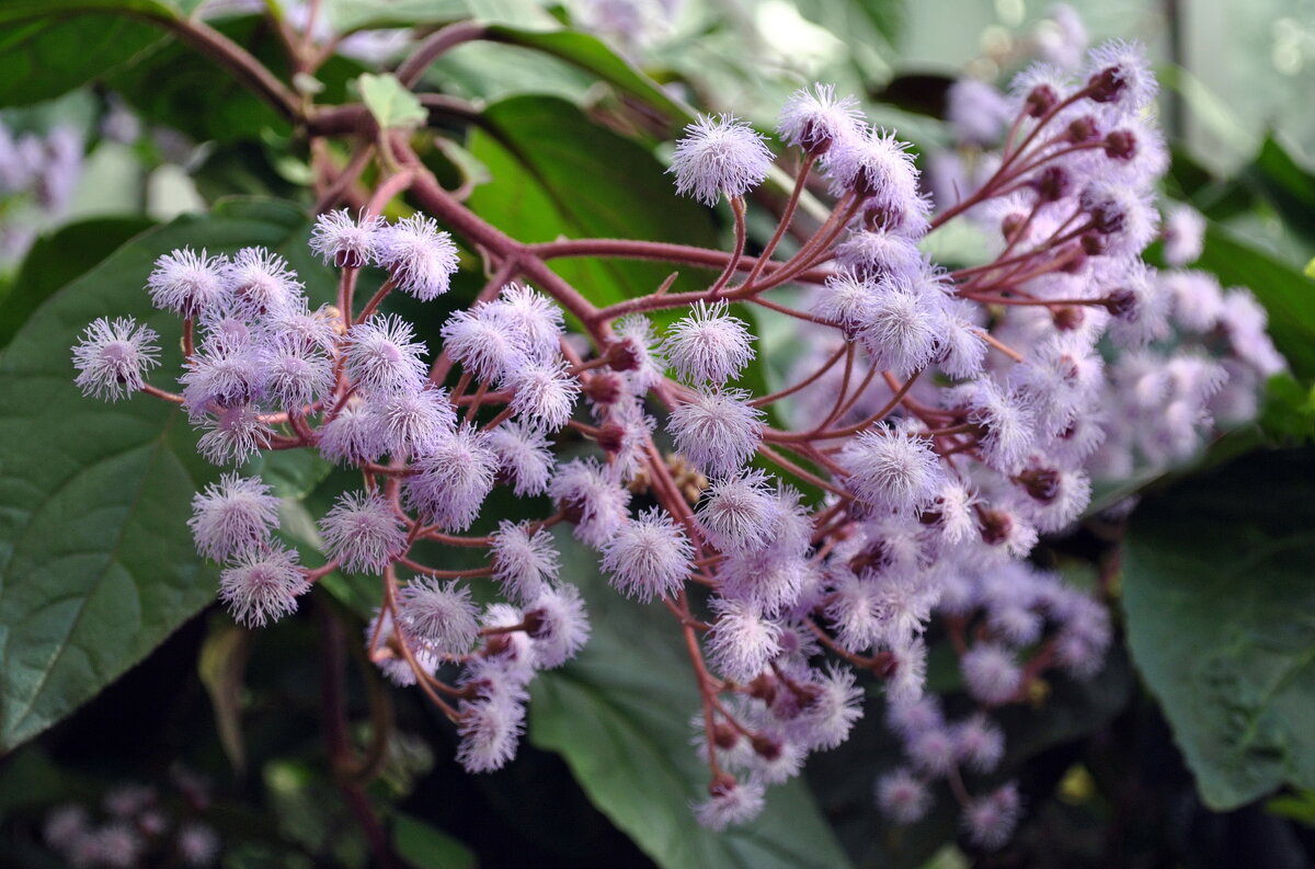 "В ботаническом саду цветёт евпаториум.." - AleksSPb Лесниченко