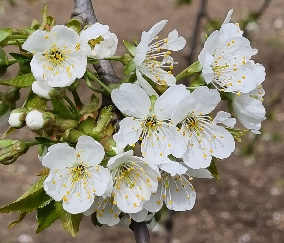 Зацвела черешня - Наталья 