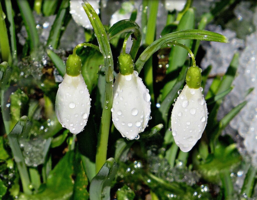 Дождь... - Ольга Митрофанова