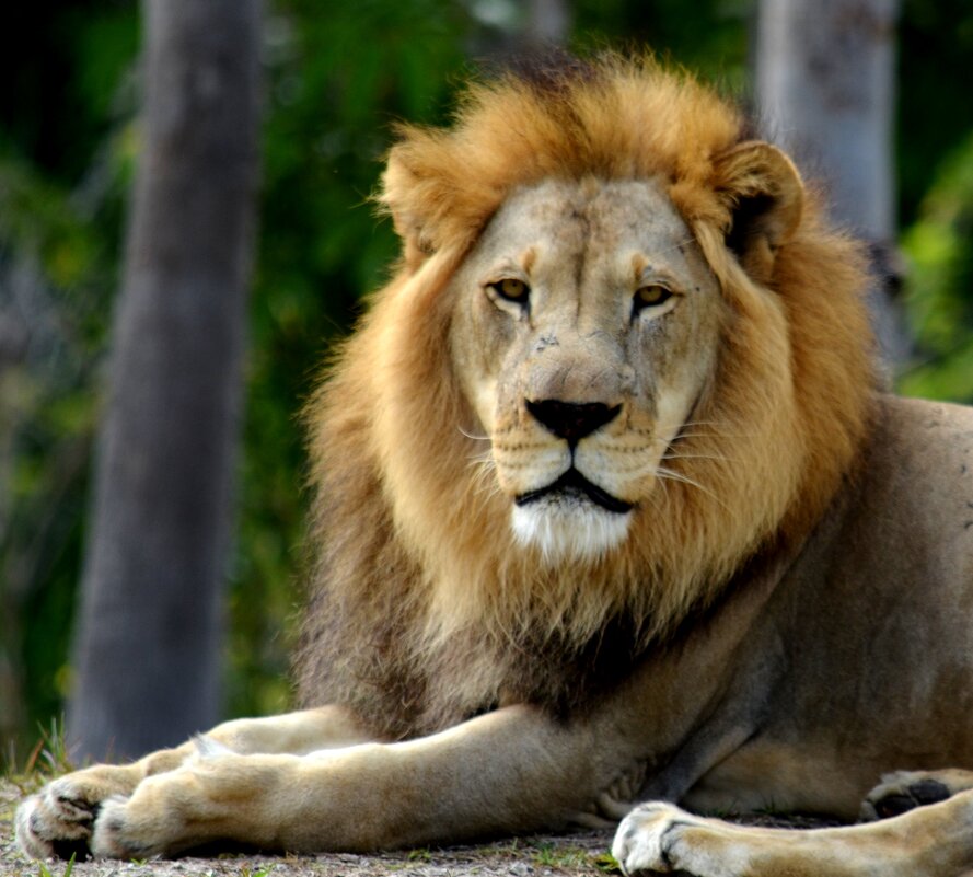 Лёва: Представьте, вы идете по пустыне и вдруг перед вами появился лев! Ваши действия? - Таня Фиалка