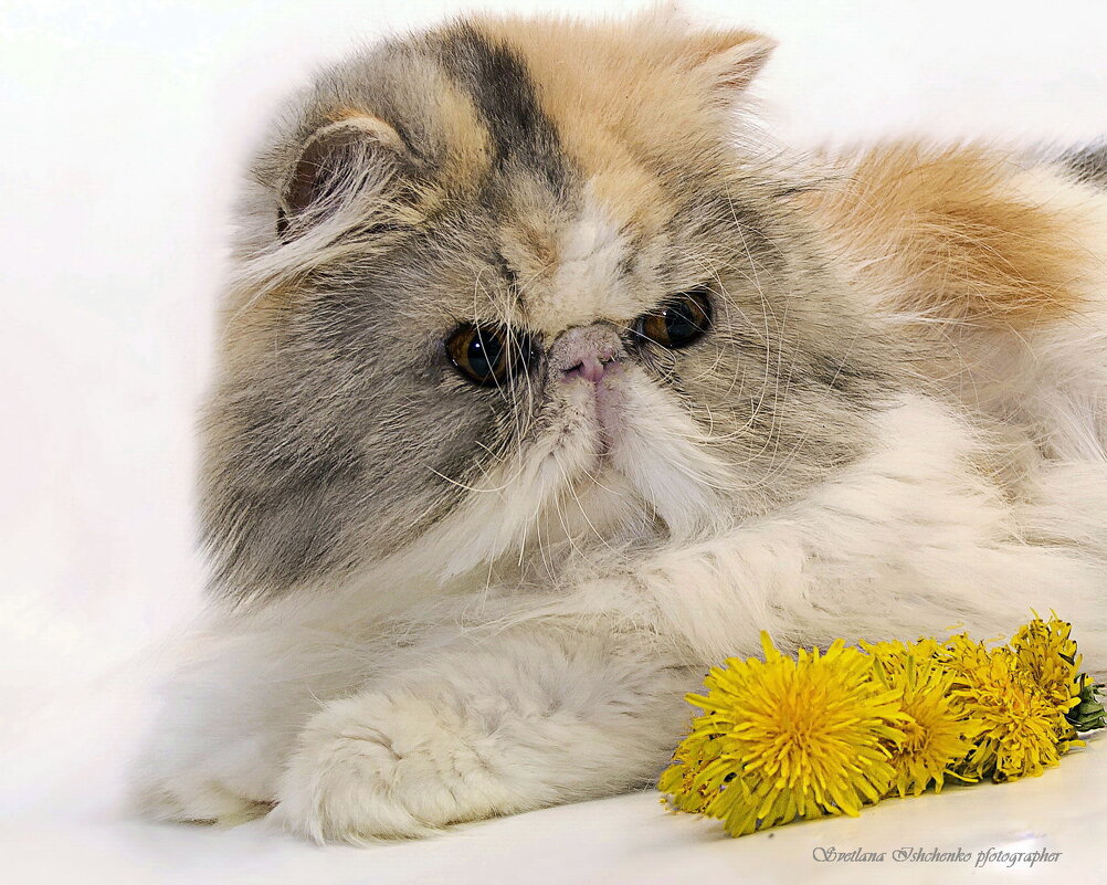 Оливия - Светлана Ищенко