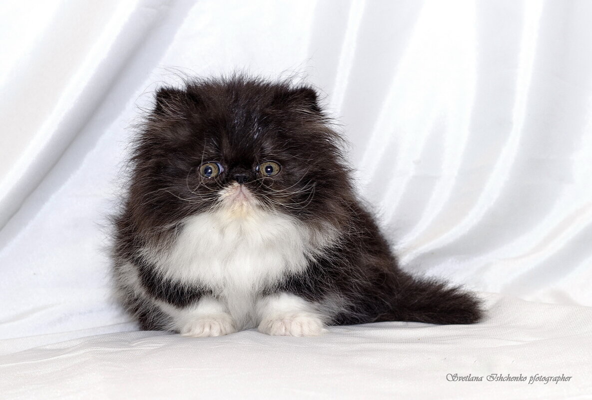 Тедди - Светлана Ищенко