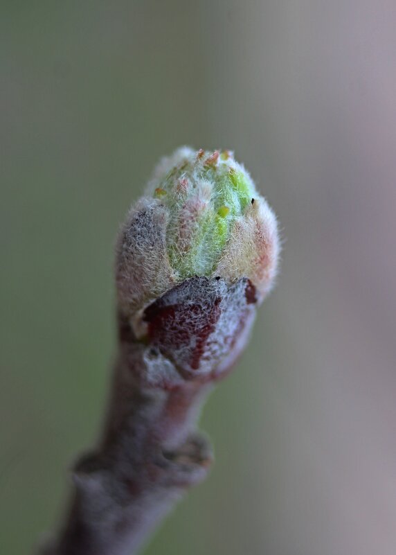 Кошачья лапка ) - Tina Kott